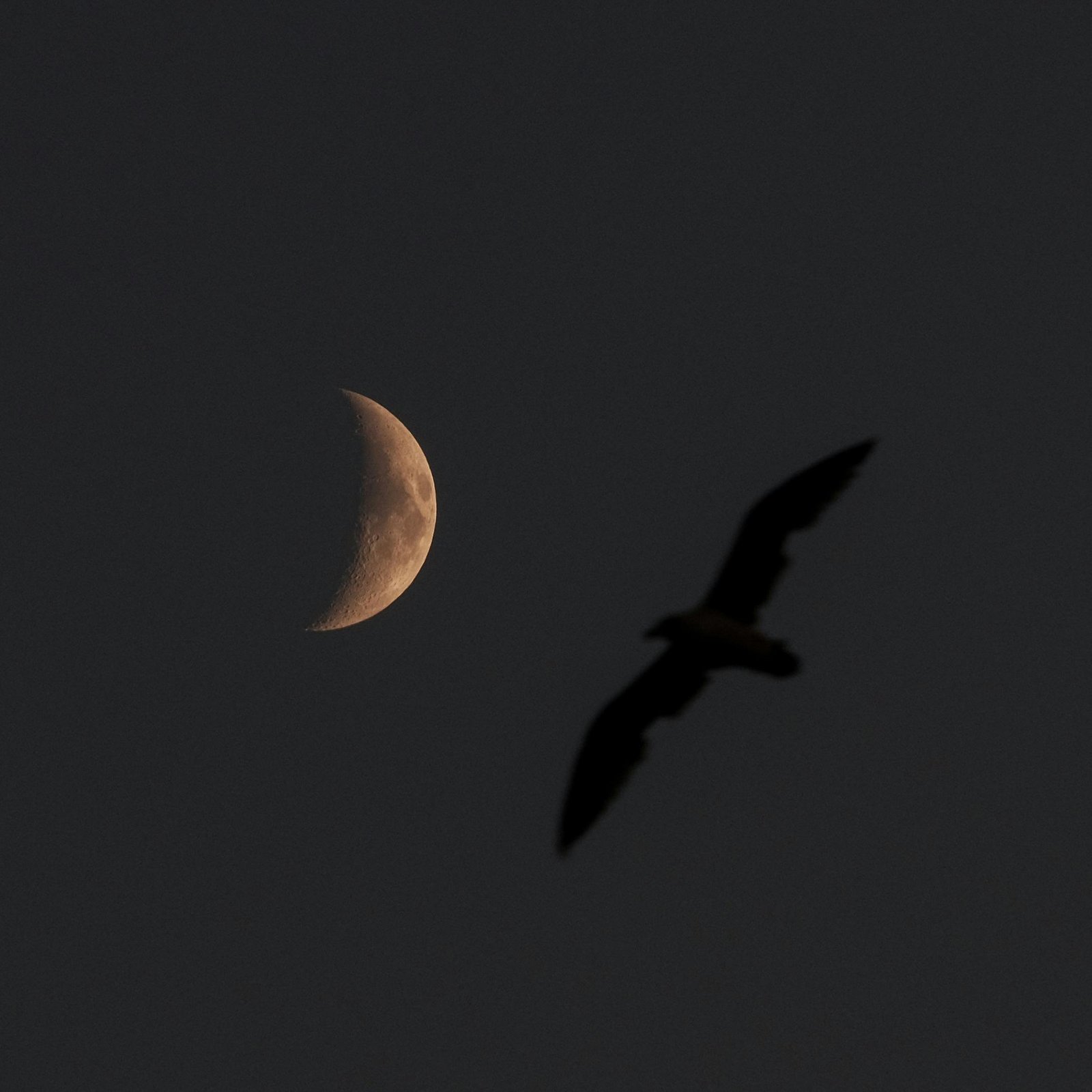 A dramatic night sky scene featuring a bird silhouette flying past a crescent moon.