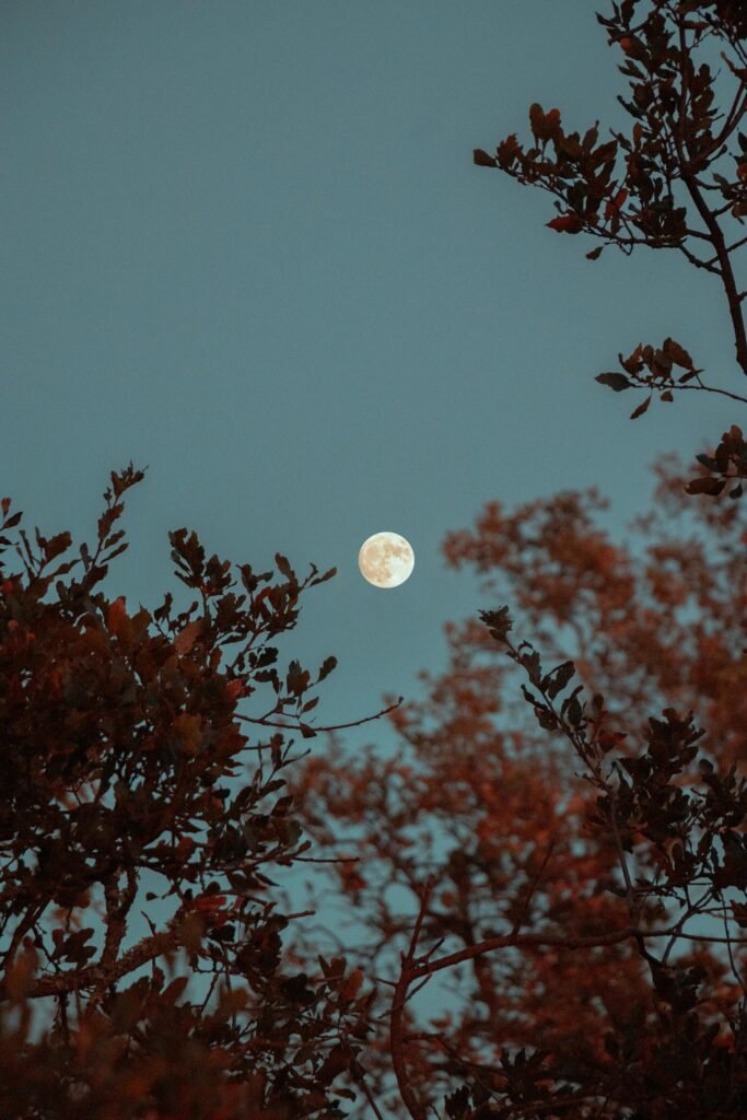 Captivating full moon framed by silhouetted tree branches against a night sky, evoking a serene and mystical mood.